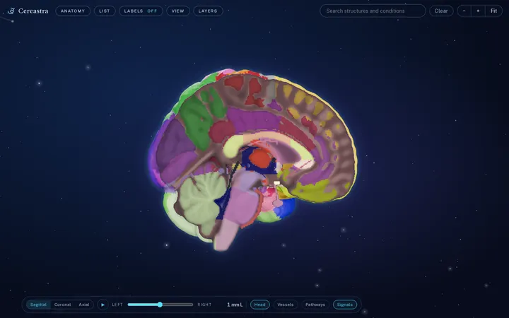 Cereastra: a color-coded 3D brain atlas set against deep space