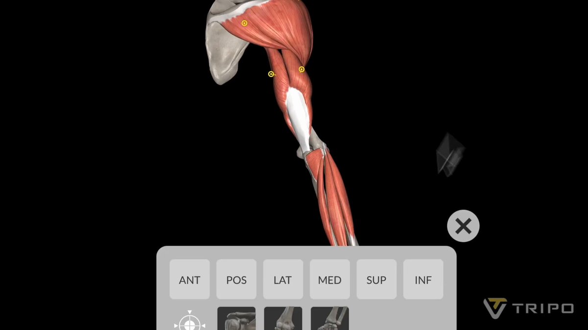 Building a rotatable 3D human arm model with GPT-6 Astra and Tripo