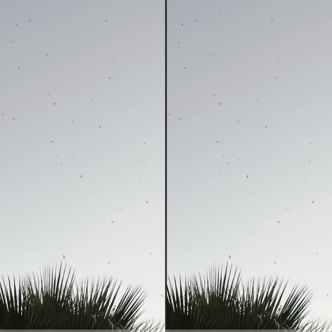Three.js bird flock experiment with a story written by Opus 5.5